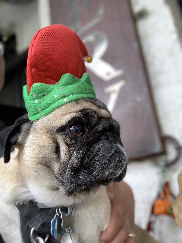 /images/uploads/pug nation rescue of los angeles/pugnation2021/entries/15154thumb.jpg